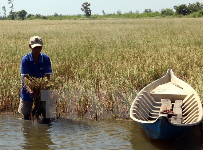 Vietnam to use foreign aid for fighting drought, saline intrusion  - ảnh 1