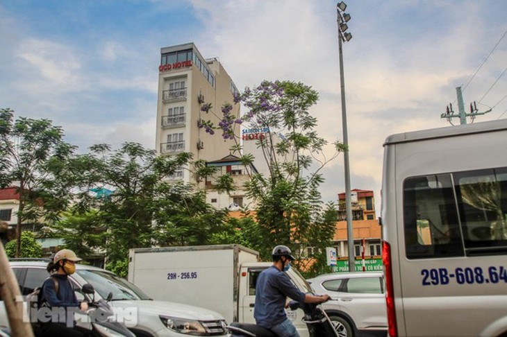 Hanoi capital dotted with Da Lat purple flamboyant flowers - ảnh 10