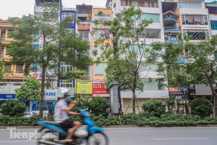 Hanoi capital dotted with Da Lat purple flamboyant flowers - ảnh 11