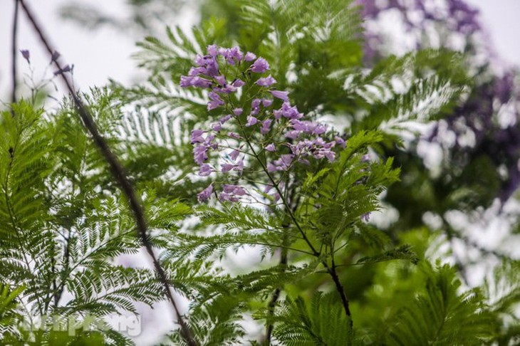 Hanoi capital dotted with Da Lat purple flamboyant flowers - ảnh 13