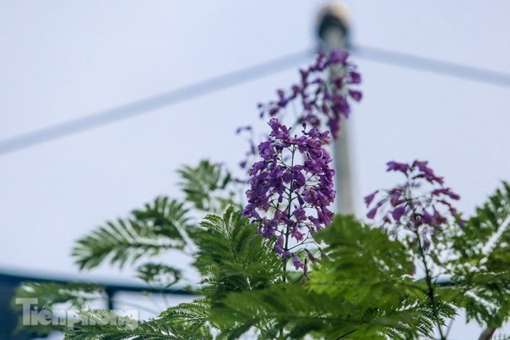 Hanoi capital dotted with Da Lat purple flamboyant flowers - ảnh 2