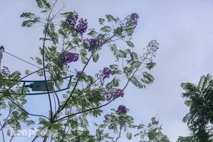 Hanoi capital dotted with Da Lat purple flamboyant flowers - ảnh 3