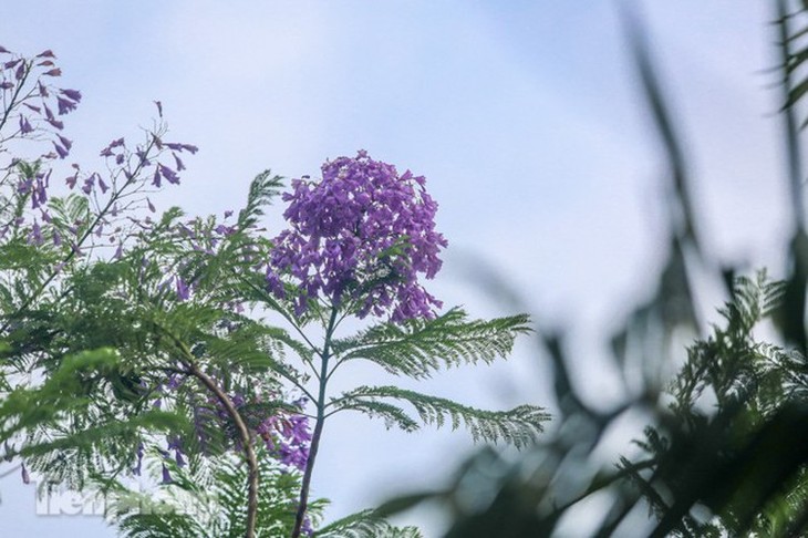 Hanoi capital dotted with Da Lat purple flamboyant flowers - ảnh 4