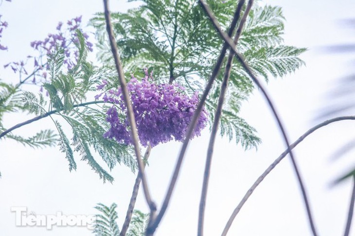 Hanoi capital dotted with Da Lat purple flamboyant flowers - ảnh 5