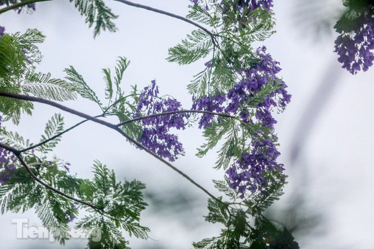 Hanoi capital dotted with Da Lat purple flamboyant flowers - ảnh 8