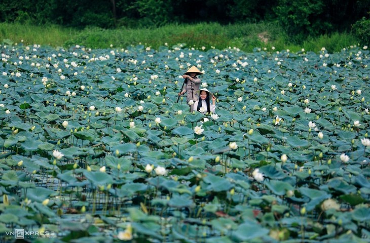 The bucolic charm of a Hue summer - ảnh 8