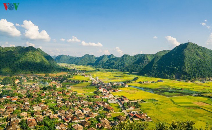 Bac Son rice fields turn yellow amid harvest season - ảnh 14