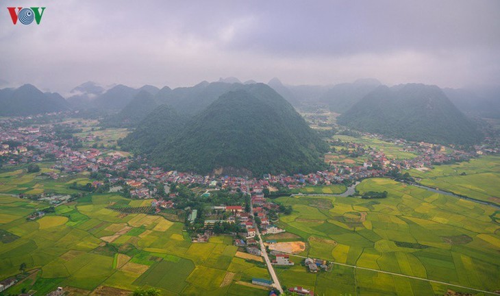 Bac Son rice fields turn yellow amid harvest season - ảnh 15