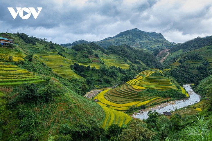 Ngây ngất trước vẻ đẹp ruộng bậc thang Mù Cang Chải mùa lúa chín - ảnh 13