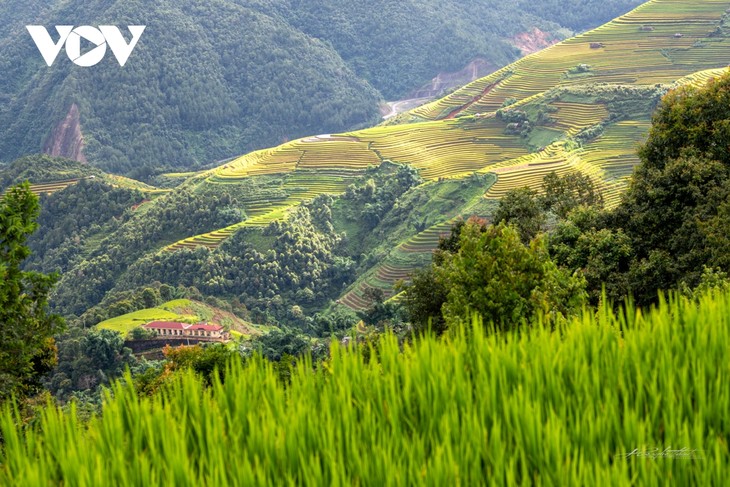 Ngây ngất trước vẻ đẹp ruộng bậc thang Mù Cang Chải mùa lúa chín - ảnh 6