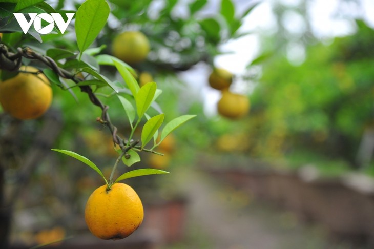 Mini bonsais favourites with customers ahead of Tet - ảnh 12