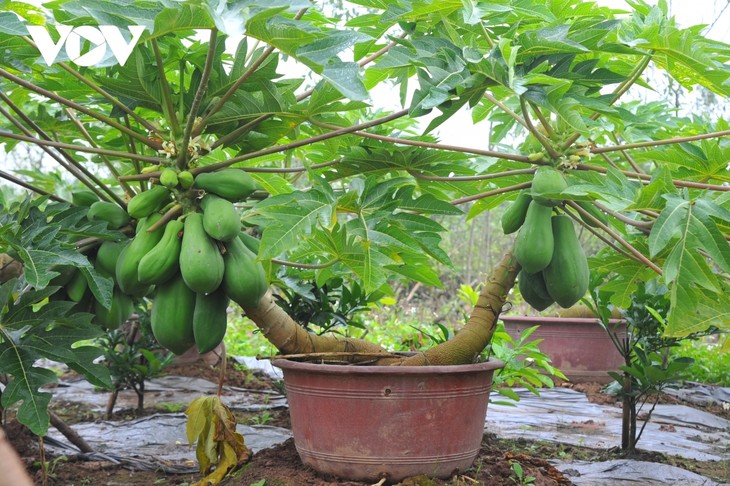 Mini bonsais favourites with customers ahead of Tet - ảnh 1