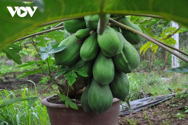 Mini bonsais favourites with customers ahead of Tet - ảnh 2