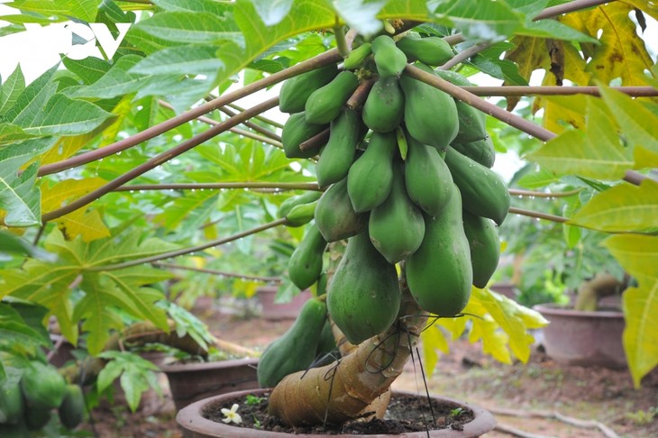 Mini bonsais favourites with customers ahead of Tet - ảnh 3