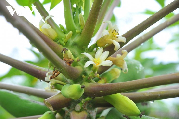 Mini bonsais favourites with customers ahead of Tet - ảnh 6