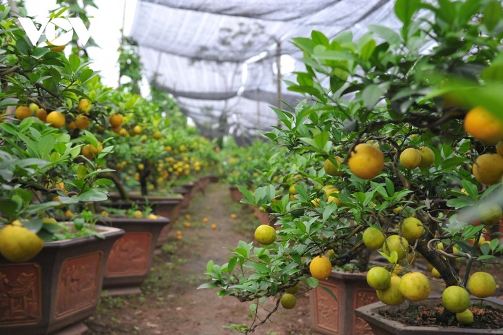 Mini bonsais favourites with customers ahead of Tet - ảnh 8