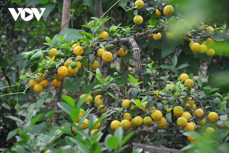 Mini bonsais favourites with customers ahead of Tet - ảnh 9