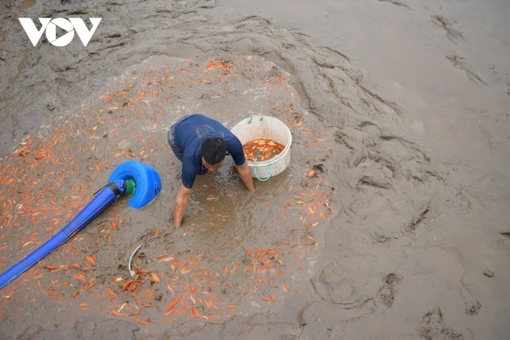 Thuy Tram carp village busy on Kitchen Gods Day - ảnh 15