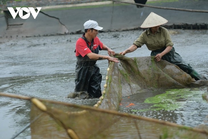 Thuy Tram carp village busy on Kitchen Gods Day - ảnh 2