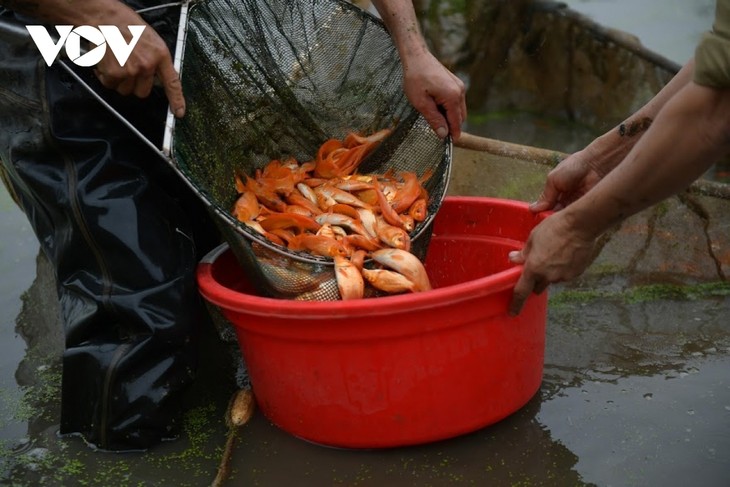 Thuy Tram carp village busy on Kitchen Gods Day - ảnh 5