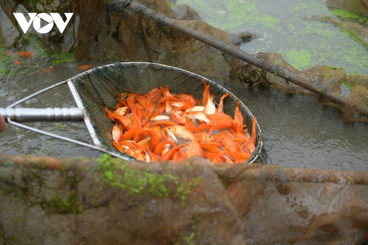 Thuy Tram carp village busy on Kitchen Gods Day - ảnh 7