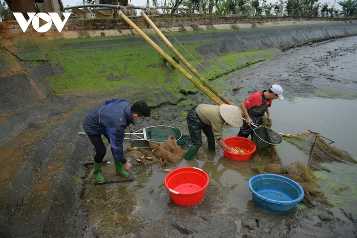 Thuy Tram carp village busy on Kitchen Gods Day - ảnh 8