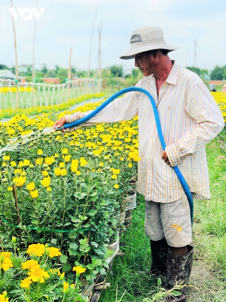 Pho Tho flower village in bloom just in time for Tet - ảnh 10