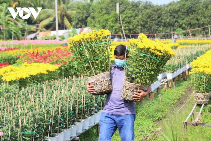 Pho Tho flower village in bloom just in time for Tet - ảnh 14