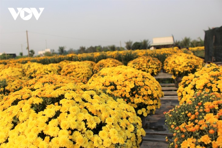 Pho Tho flower village in bloom just in time for Tet - ảnh 2