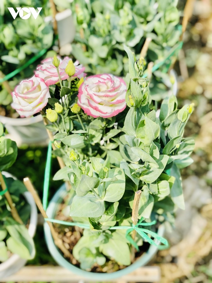 Pho Tho flower village in bloom just in time for Tet - ảnh 5