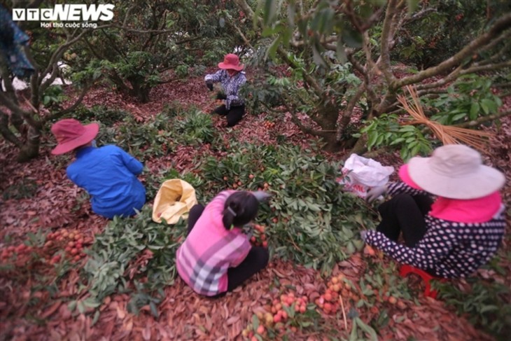 Exploring the lychee capital of Vietnam in harvest season - ảnh 2