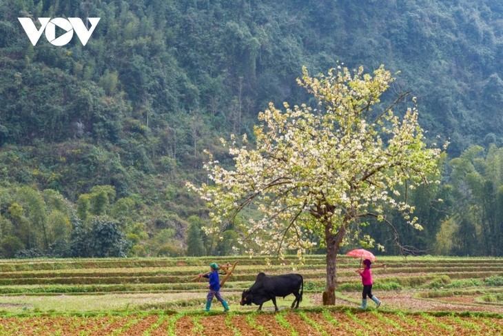 Mùa hoa lê đẹp như mơ dưới thung lũng Xuân Trường, Cao Bằng - ảnh 6