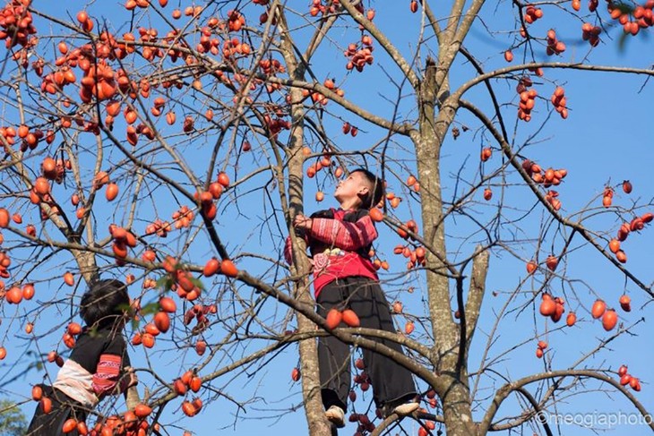 Mùa hồng trên cao nguyên Mộc Châu - ảnh 11