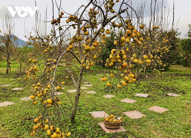 Mùa hồng trên cao nguyên Mộc Châu - ảnh 1