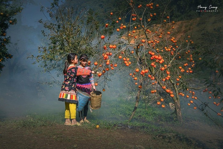 Mùa hồng trên cao nguyên Mộc Châu - ảnh 4