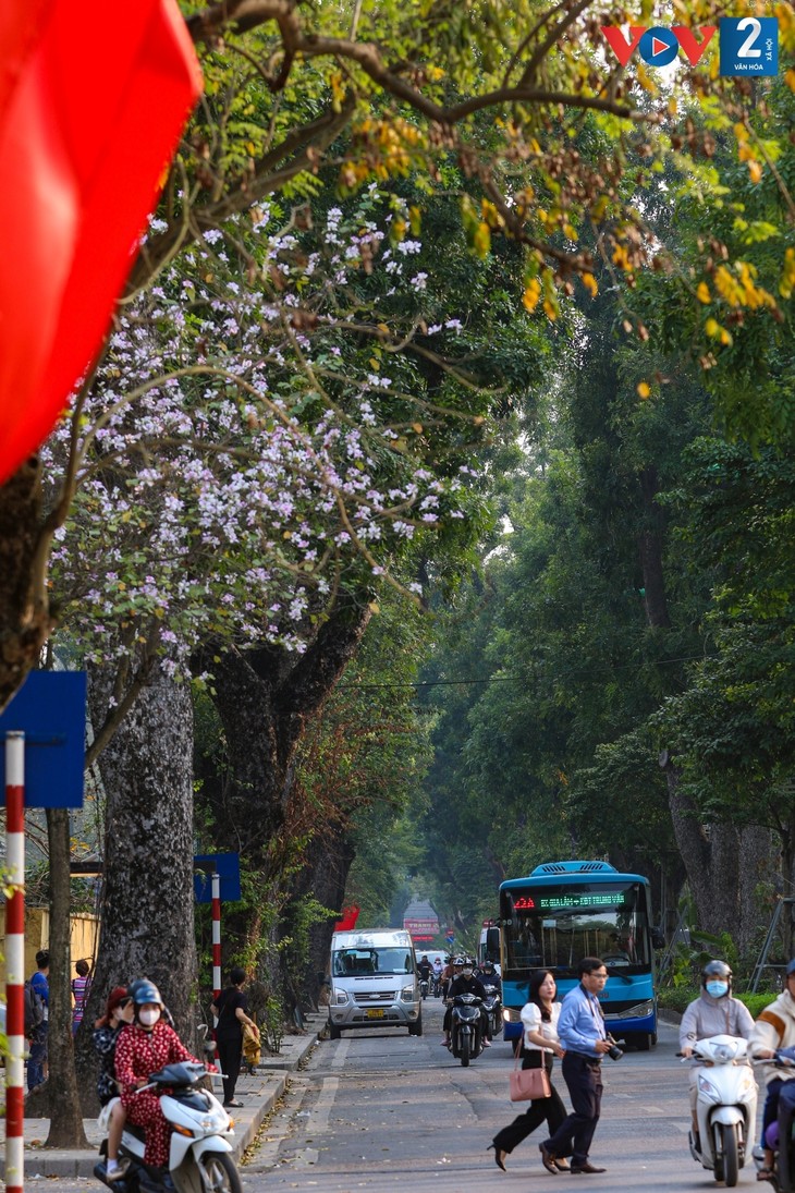 Hoa ban bung nở giữa lòng Hà Nội - ảnh 3