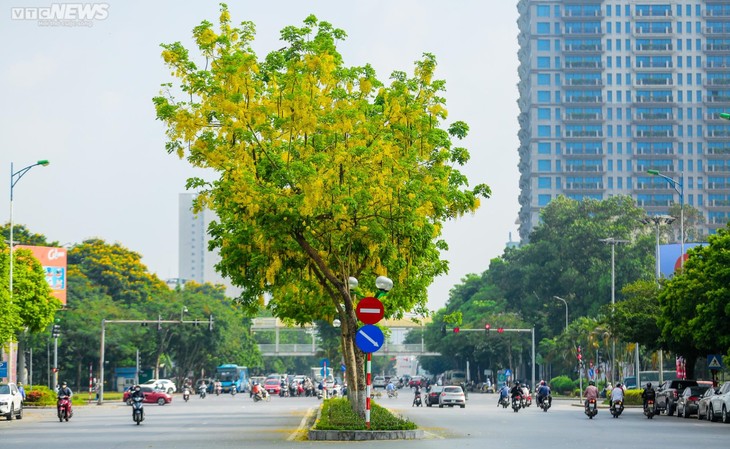 Muồng hoàng yến nhuộm vàng Thủ đô - ảnh 9