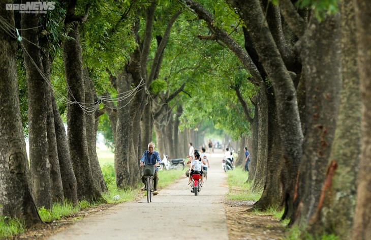 Mùa gặt bình dị ở ngoại thành Hà Nội - ảnh 1