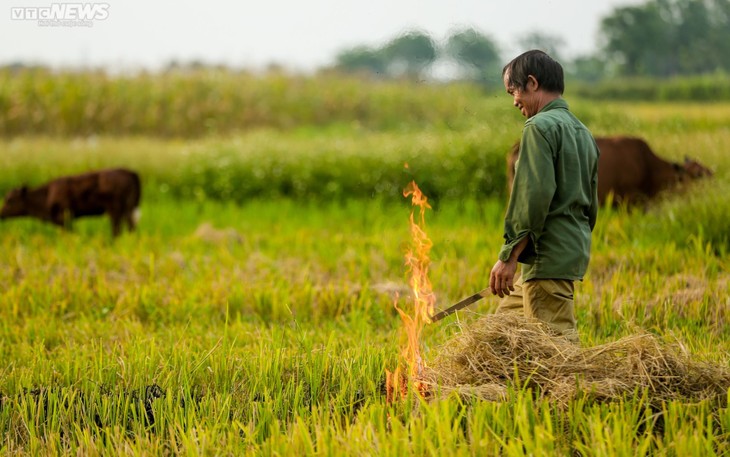 Mùa gặt bình dị ở ngoại thành Hà Nội - ảnh 9