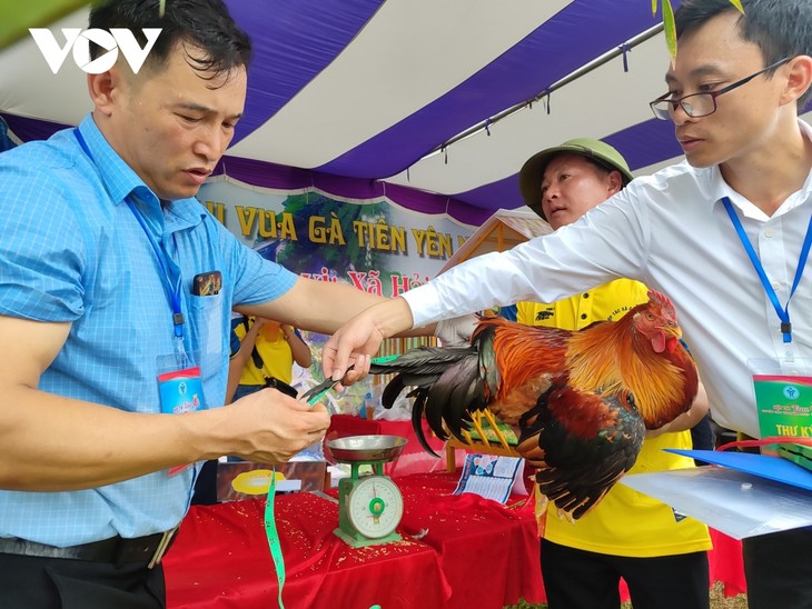 Lần đầu tiên tổ chức Hoa hậu gà Tiên Yên - ảnh 7