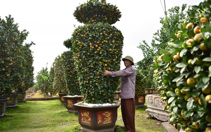 Khám phá vườn quýt lục bình “siêu khổng lồ” ở Hưng Yên - ảnh 6