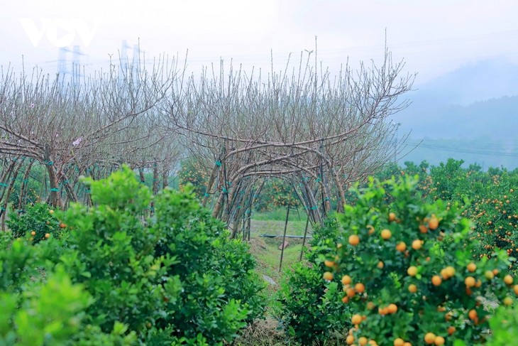 Màu no đủ ở làng hoa lớn nhất Quảng Ninh - ảnh 4