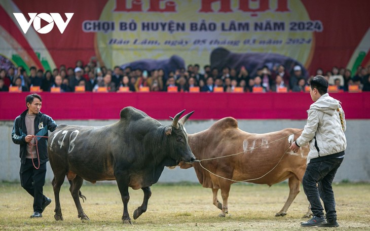 Tưng bừng xem hội chọi bò Bảo Lâm - ảnh 6