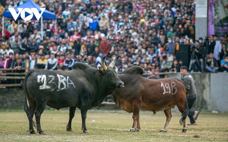 Tưng bừng xem hội chọi bò Bảo Lâm - ảnh 7