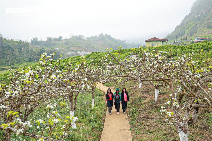 Mãn nhãn ngắm hàng nghìn gốc lê bung sắc trắng tinh khôi trên cao nguyên Bắc Hà - ảnh 12