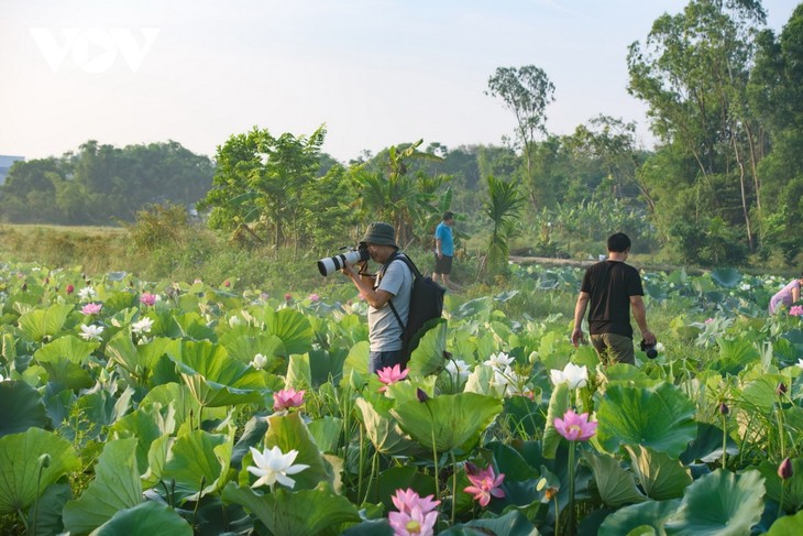 Bình yên mùa sen trắng xứ Huế - ảnh 1