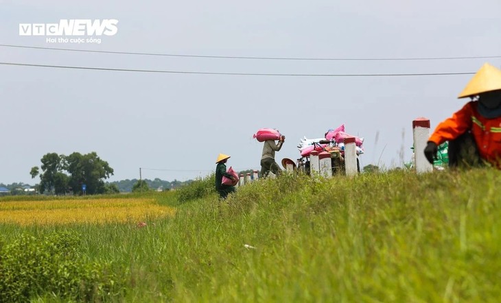 Mùa vàng trên những cánh đồng lúa đẹp như tranh vẽ ở Hà Tĩnh - ảnh 14