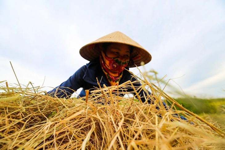 Mùa vàng trên những cánh đồng lúa đẹp như tranh vẽ ở Hà Tĩnh - ảnh 7