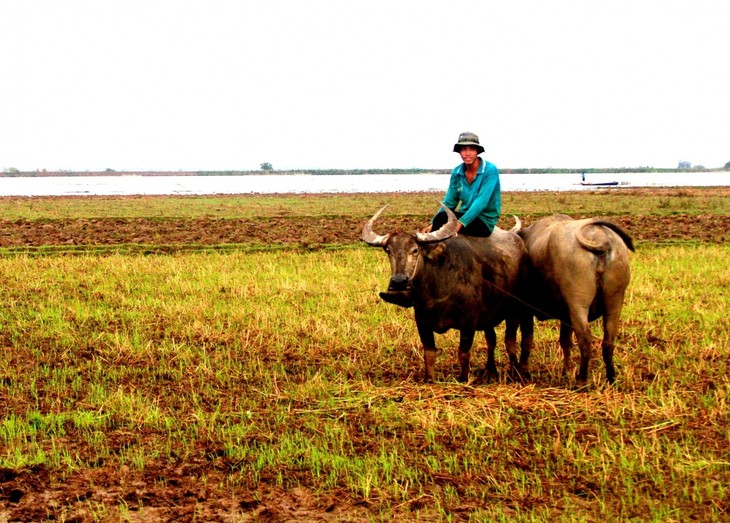 Nước tràn đồng, nhớ mùa len trâu - ảnh 12