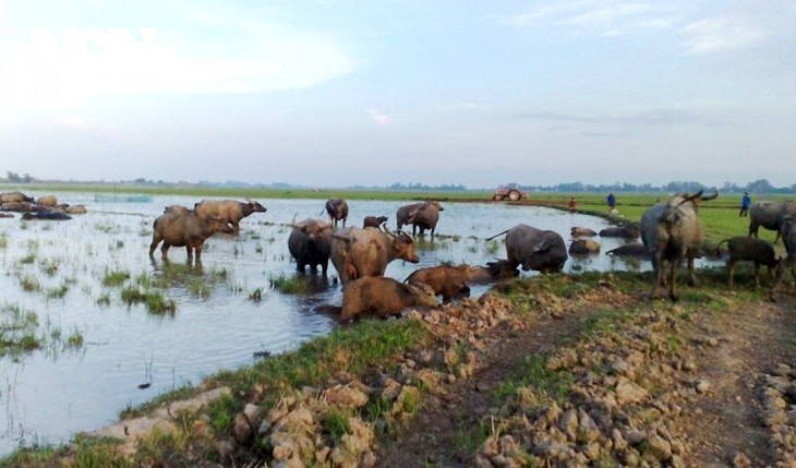 Nước tràn đồng, nhớ mùa len trâu - ảnh 14